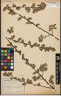 Foto von Salix aurita L.